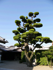 寺庙后院的日本树