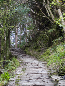 陡峭的森林台阶