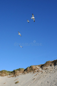 飞过沙丘的海鸥图片