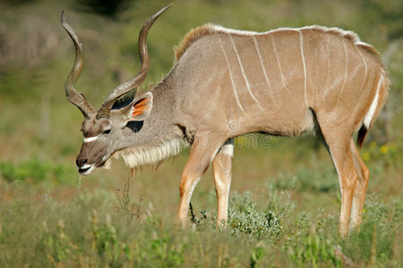 纳米比亚埃托沙国家公园库杜羚羊