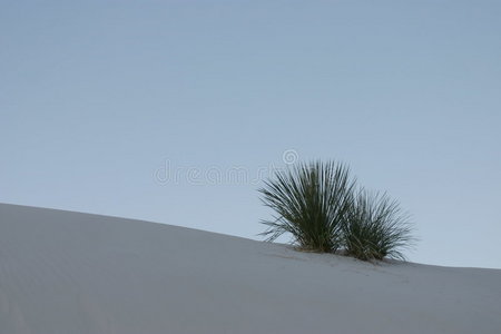 植物沙丘