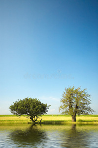 夏天的树和水图片