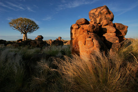 纳米比亚箭袋树景观
