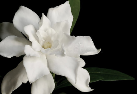 栀子苷白栀子照片