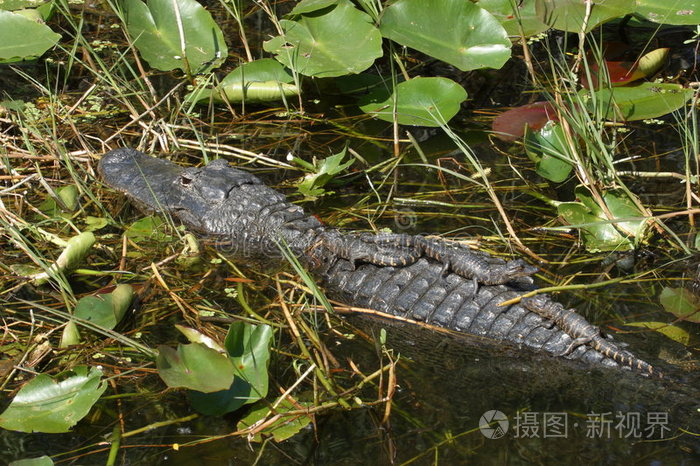 带着孩子的鳄鱼妈妈