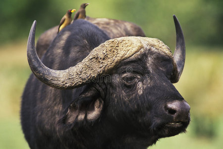 水牛的想法图片