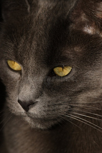 无助的眼神图片