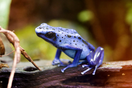 蓝毒箭蛙蓝毒镖蛙照片
