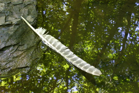 林间溪流中飘着的羽毛图片