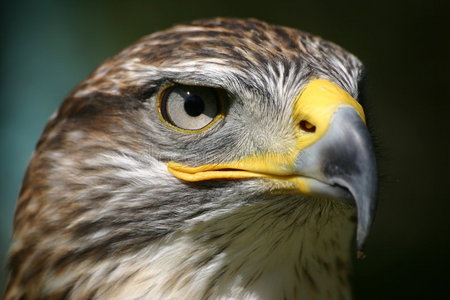 鹰眼特写鹰眼鹰眼鹰眼鹰眼徽标鹰眼鹰眼鹰眼鹰眼-沙嘴鹰眼鹰眼鹰眼