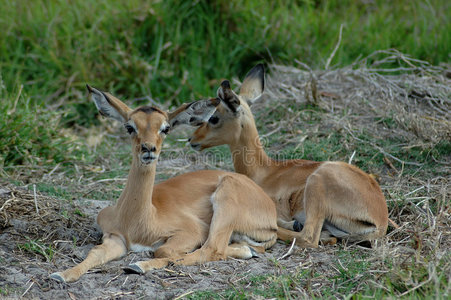 黑斑羚宝宝照片