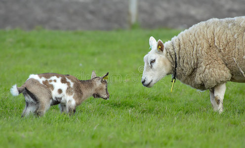 山羊和绵羊照片