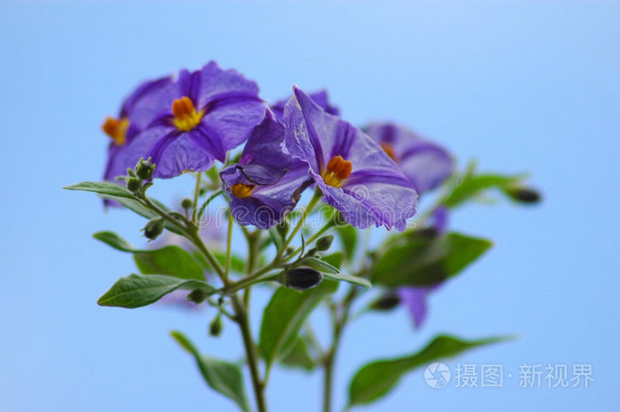 马铃薯匍匐茎