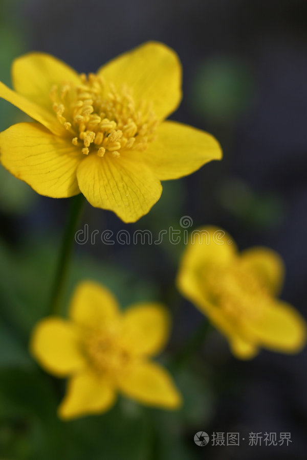 沼泽万寿菊