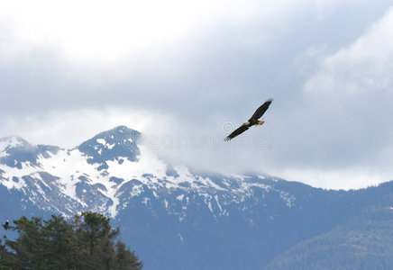 翱翔仙鹤雄鹰翱翔照片