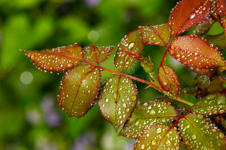 多雨的玫瑰花叶图片