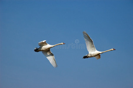 飞翔的天鹅图片