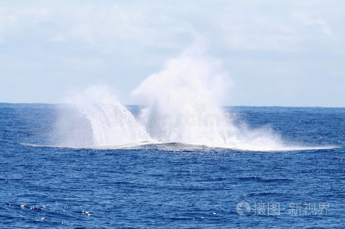 鲸鱼跳跃的水花