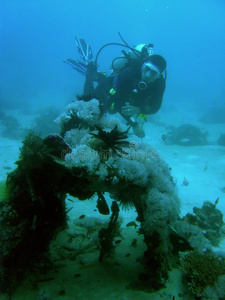 悬停 自然 泡沫 职业 盔甲 驾驶舱 菲律宾 坠毁 珊瑚