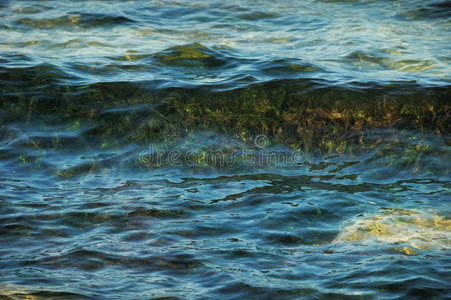 透过透明水出现的藻类