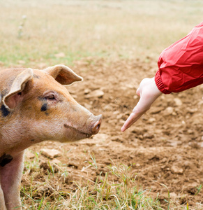 喂猪图片