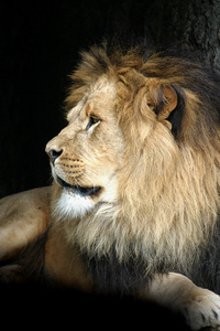 面部的狮子狮子公像照片