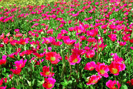 花的田野