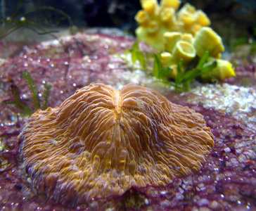 海洋水族馆中的珊瑚