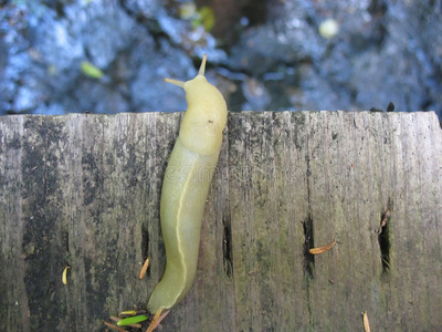 地窖鼻涕虫图片