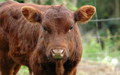 的鼻子和耳朵伸出到一边可爱的小牛卡通绿色的草地上睡觉的小可爱小牛