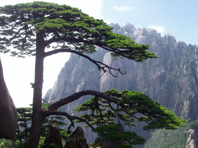 黄山迎客松图片