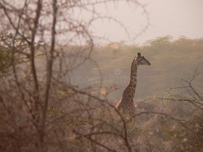 坦桑尼亚长颈鹿