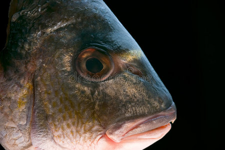 多拉达鱼头图片
