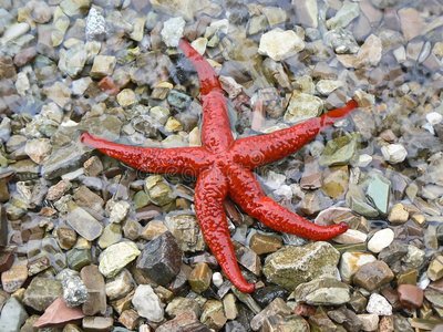 红海之星
