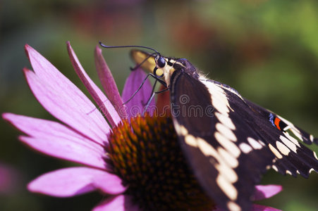 粉红色的巨型燕尾蝶图片