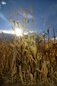 玉米杆照片
