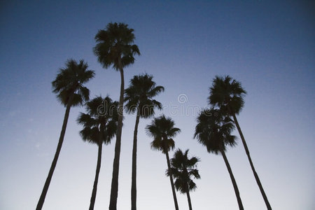 日落时分的八棵棕榈树