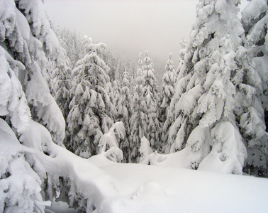 寒风凛冽的冬林照片