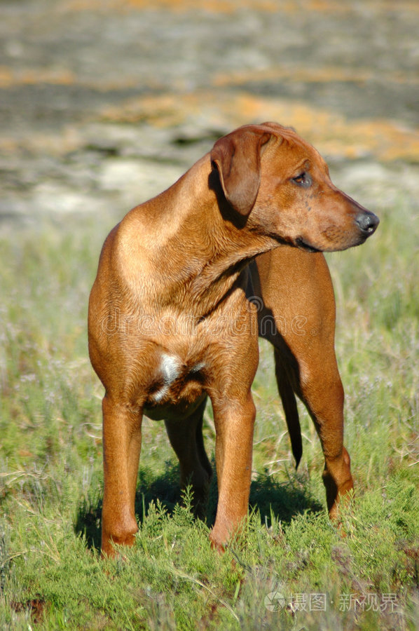 年轻的罗得西亚脊背犬