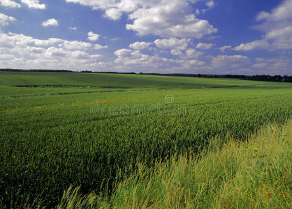 谷类作物农田图片