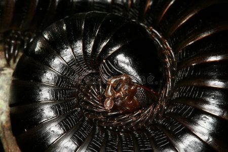 千湖岛一群快乐的微笑无忧无虑的年轻时尚女孩沟通城市背景, 千禧概念