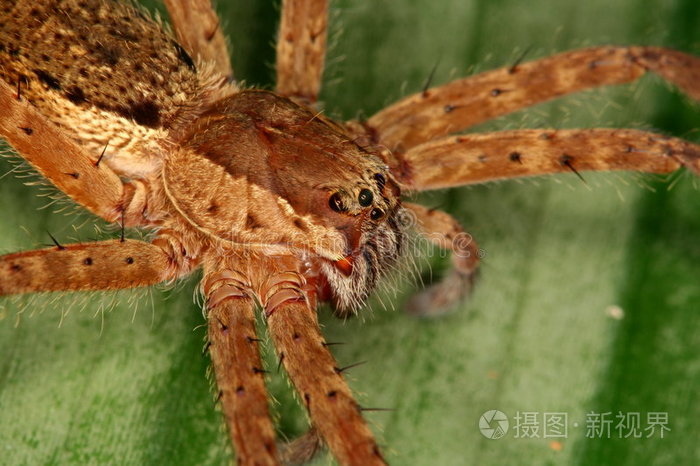 蜘蛛有翅膀的蚂蚁跳蛛昆虫猎手螃蟹蜘蛛肖像跳蛛蔷薇花人像跳跃蜘蛛