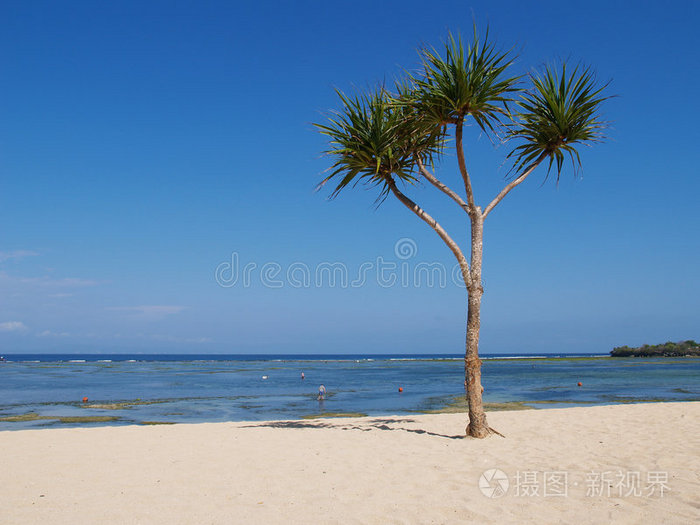 巴厘海滩上的好树