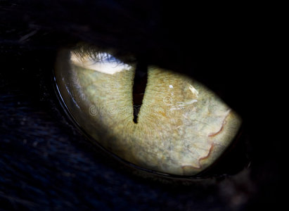 猫在黑暗中的眼睛圣诞装绿眼斑猫蓝眼白猫聪明的黑的波希米亚式的num