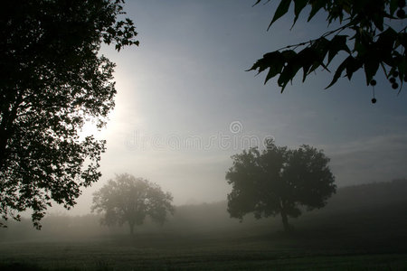 树木和雾