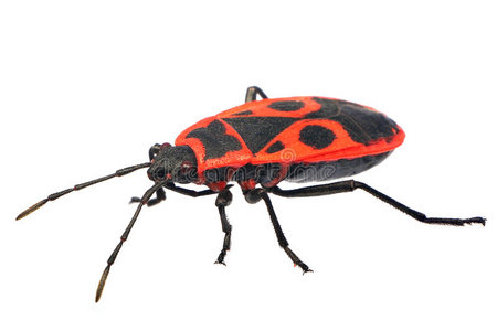 火甲虫火虫照片