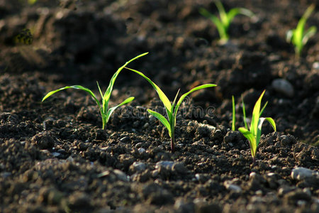 田里的青苗照片