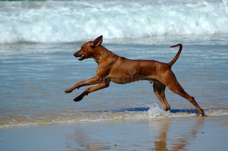 沙滩狗