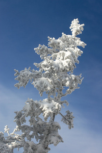 冬天有雪的树枝2