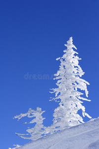 山上的冰树图片